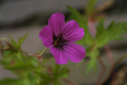 Geranium psilostemon bestellen